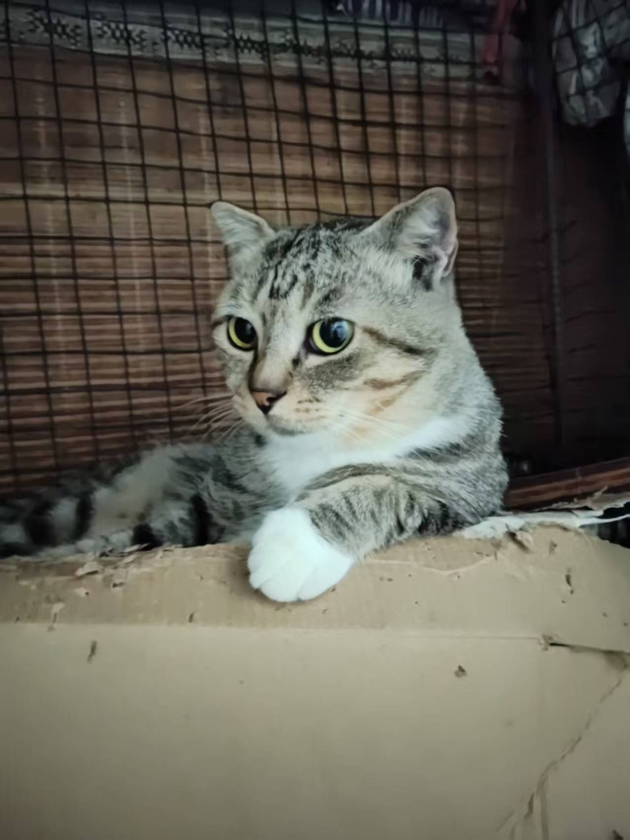 一只公一只母